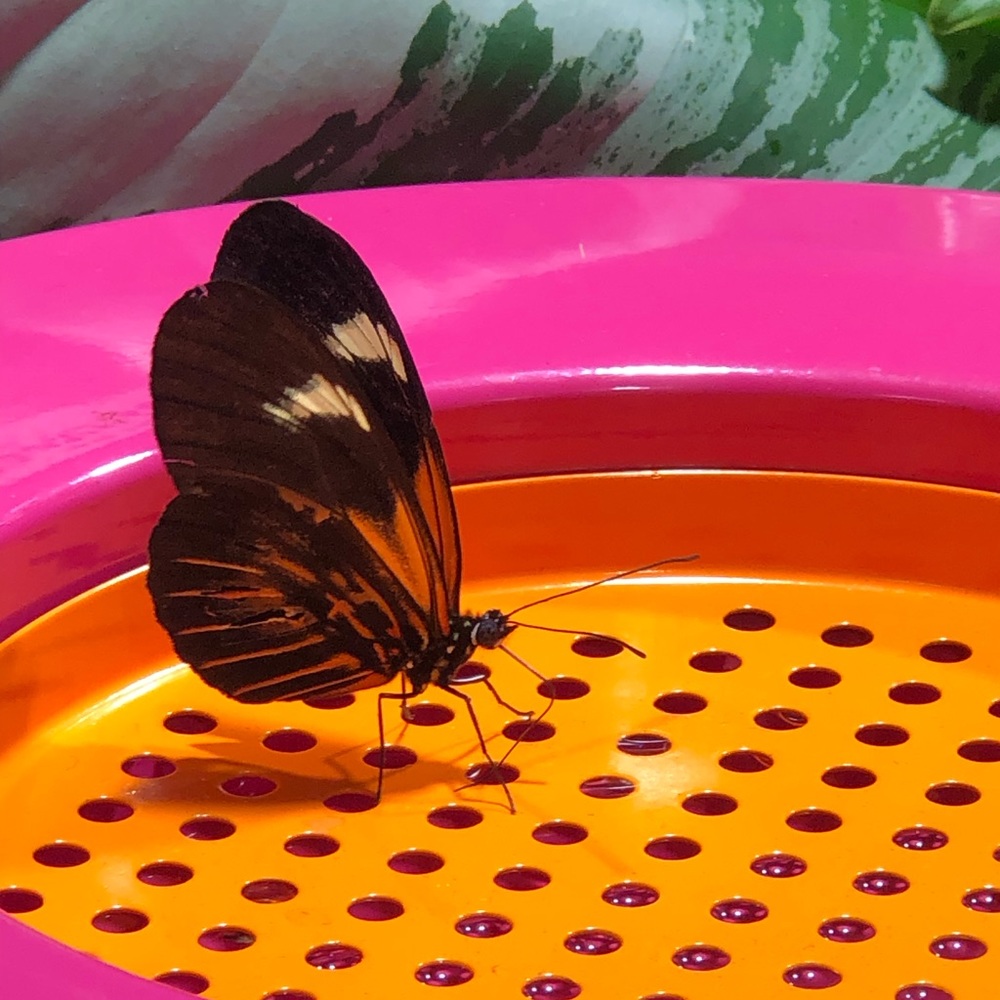 Meet your Posher, Edjanine